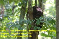 43991 21 044 Termitenbau, Botanischer Garten, Roatan, Honduras, Central-Amerika 2022.JPG